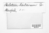 Calycina herbarum image